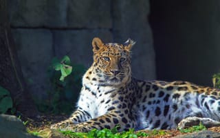 Картинка леопард, дальневосточный, отдых, взгляд