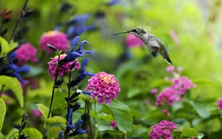 Картинка природа, птица, нектар, растения, колибри, птицы, цветы, полёт, птичка
