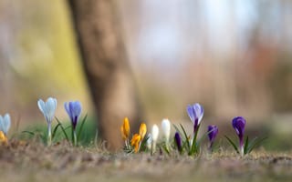 Картинка весна, размытость, разноцветные, крокусы