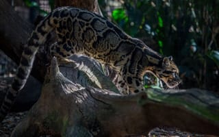Картинка дымчатый леопард, дикая кошка, хищник, профиль