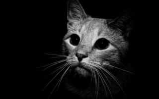 Картинка кошка, чёрный, взгляд