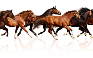 Картинка лошадь, бег, конь, отражение, аллюр, табун