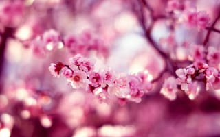 Картинка сакура, весна, природа, цветы
