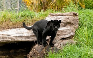 Обои черный ягуар, пантера, хищник, дикая кошка