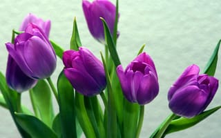 Картинка тюльпаны, лепестки, цветы