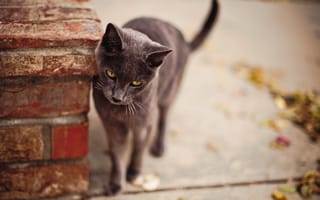 Картинка кошка, улица