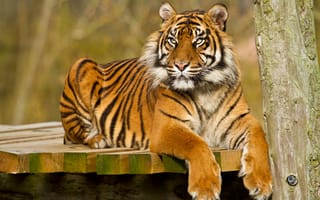 Картинка тигр, кошка, взгляд