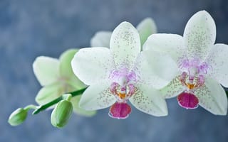 Картинка орхидея, фаленопсис, цветы, лепестки, белая, стебель
