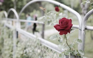 Картинка цветок, забор, роза