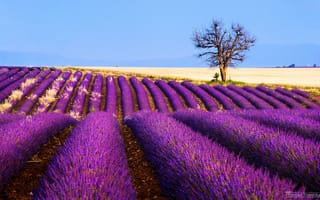 Картинка цветы, лаванда, плантация, Франция, поле, дерево