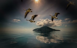 Картинка птицы, остров, полёт