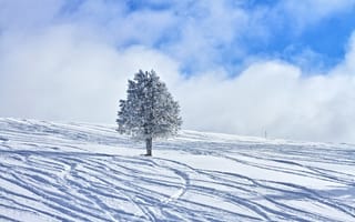 Обои зима, снег, облака, дерево, склон, небо, следы