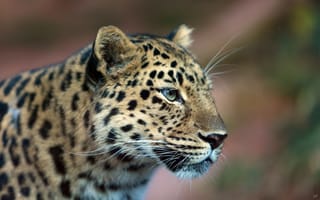 Картинка леопард, дальневосточный, профиль, leopard, взгляд