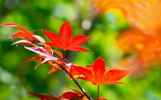 Картинка клен, красные, листья, японский, ветка