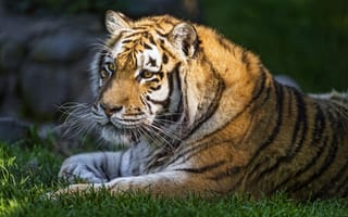 Картинка тигр, ©Tambako The Jaguar, трава, лето, амурский, кошка