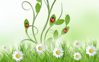 Обои Camomile, white, ромашки, листья, ladybug, spring, sky, цветы, green, белые, flowers, небо, leaves, grass, трава, зелёные, божья коровка, весна
