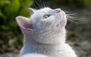Картинка кот, смотрит, природа, белый, вверх, размытость