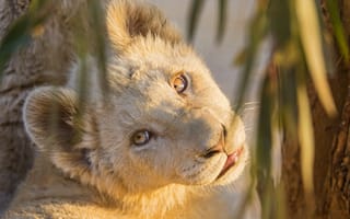 Картинка львёнок, кошка, взгляд, детёныш, ©Tambako The Jaguar, морда, солнце, лев