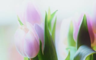 Картинка тюльпаны, макро, розовые, букет