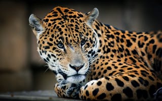 Картинка ягуар, лежит, хищник, взгляд