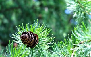 Картинка Ель, spruce, Russia, nature, солнце, зелень, шишки, pine cones