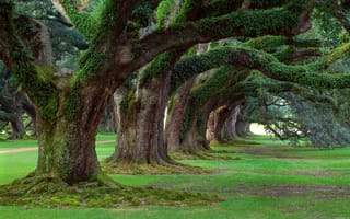 Картинка trees, green, plants, grass