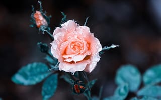 Обои роза, цветок