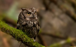 Картинка Owl, природа, мох, ветка, птица, сова