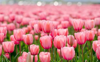 Картинка цветы, тюльпаны, весна, природа