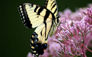 Обои природа, махаон, бабочка