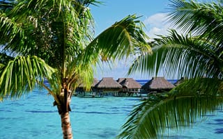Картинка океан, отель, Moorea Island, пальмы, Tropical Accommodations, French Polynesia