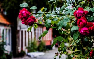 Картинка улица, куст, розы, красные
