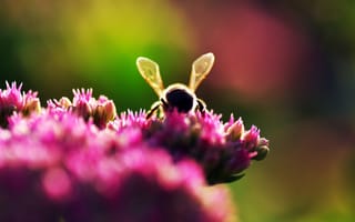 Картинка пчела, макро, боке, цветы, растение, природа