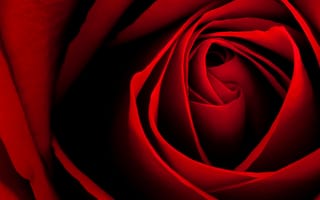 Картинка роза, красная, цветок, бутон, макро, лепестки