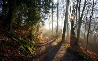 Картинка Forest, shadows, sunlight, path, trees