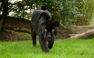 Обои черный ягуар, пантера, кошка, взгляд, трава