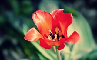 Картинка цветок, алый, лепестки, макро, красный, яркий, тюльпан