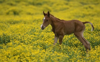Картинка Лошадь, жеребенок, цветы, поле
