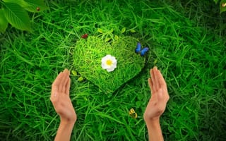 Картинка сердце, руки, трава