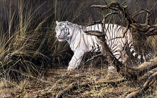 Картинка Alan M. Hunt, животные, сухая трава, белый тигр, осень, Out from Cover, тигр, валежник, живопись
