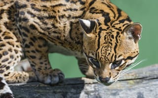 Картинка оцелот, ©Tambako The Jaguar, кошка