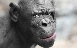 Картинка apes, pygmy chimpanzee, animal