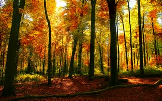 Обои пейзаж, деревья, листья, лес, осень, природа