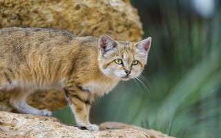 Картинка барханная кошка, кошка, ©Tambako The Jaguar, песчаный кот