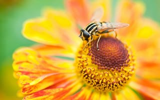 Картинка макро, пчела, лепестки, насекомое, цветок