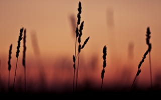 Картинка закат, макро, трава, фокус, macro, sunset, тень, 2560x1600, grass, shadow, focus