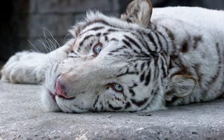 Картинка белый тигр, кошка, морда, взгляд