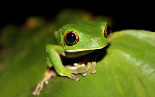 Картинка tree frog, south america, venezuela