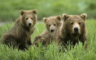 Картинка медведи, трава, семя, природа, медвежонок