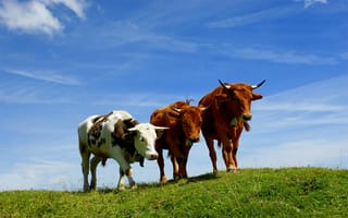 Обои животные, animals, небо, коровы, быки, горы, трава, рога